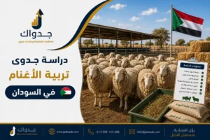 دراسة جدوى تربية الأغنام في السودان: الربح الحقيقي يبدأ من هنا