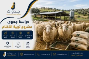 دراسة جدوى مشروع تربية الأغنام: الدليل الشامل